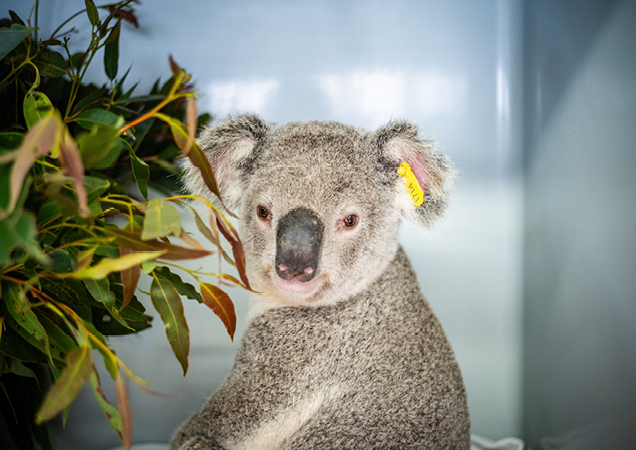 Bear Grylls the koala was hit by a car in Logan.